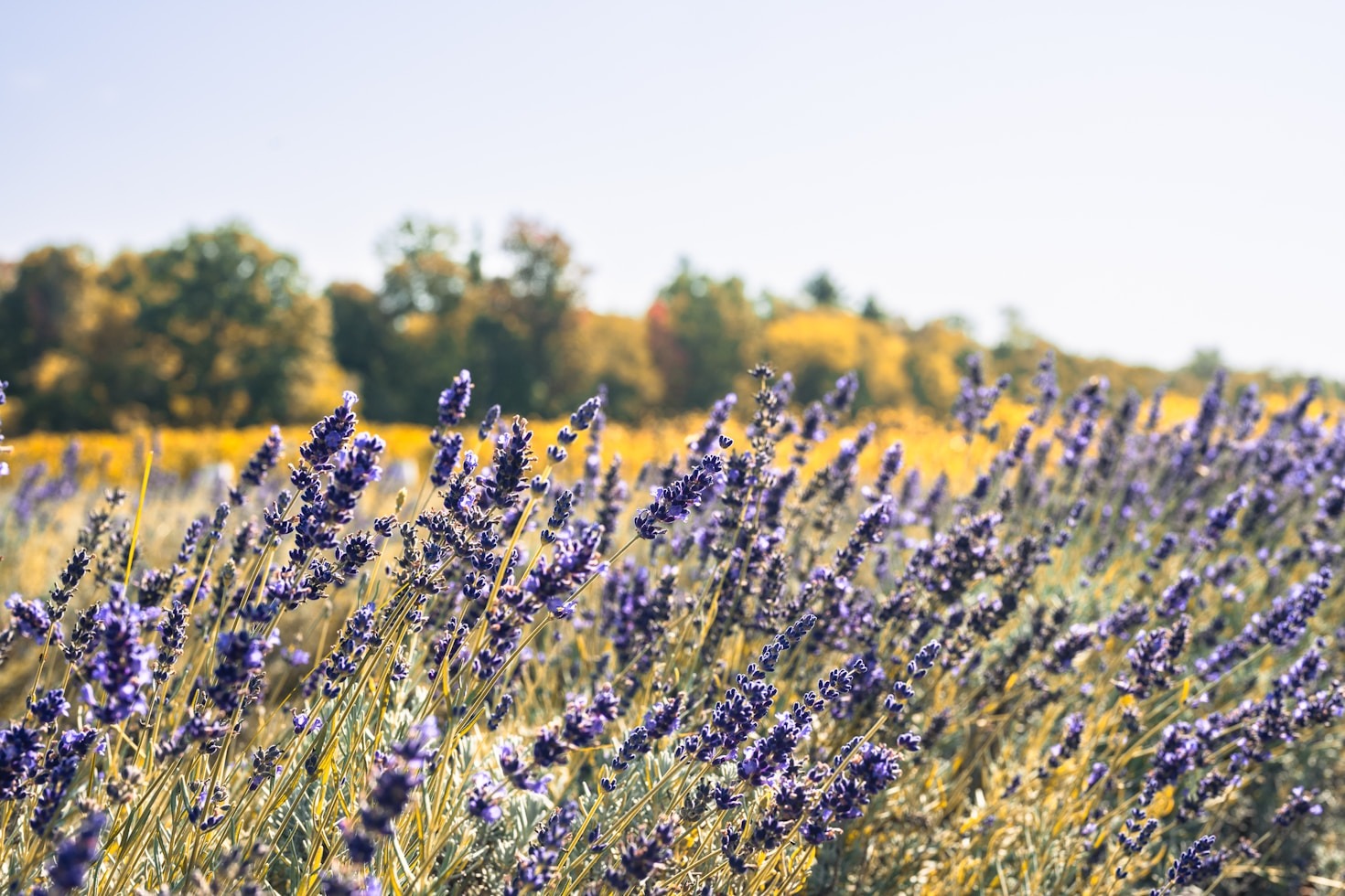 De mest effektive blomsterdråber til hverdagsstress