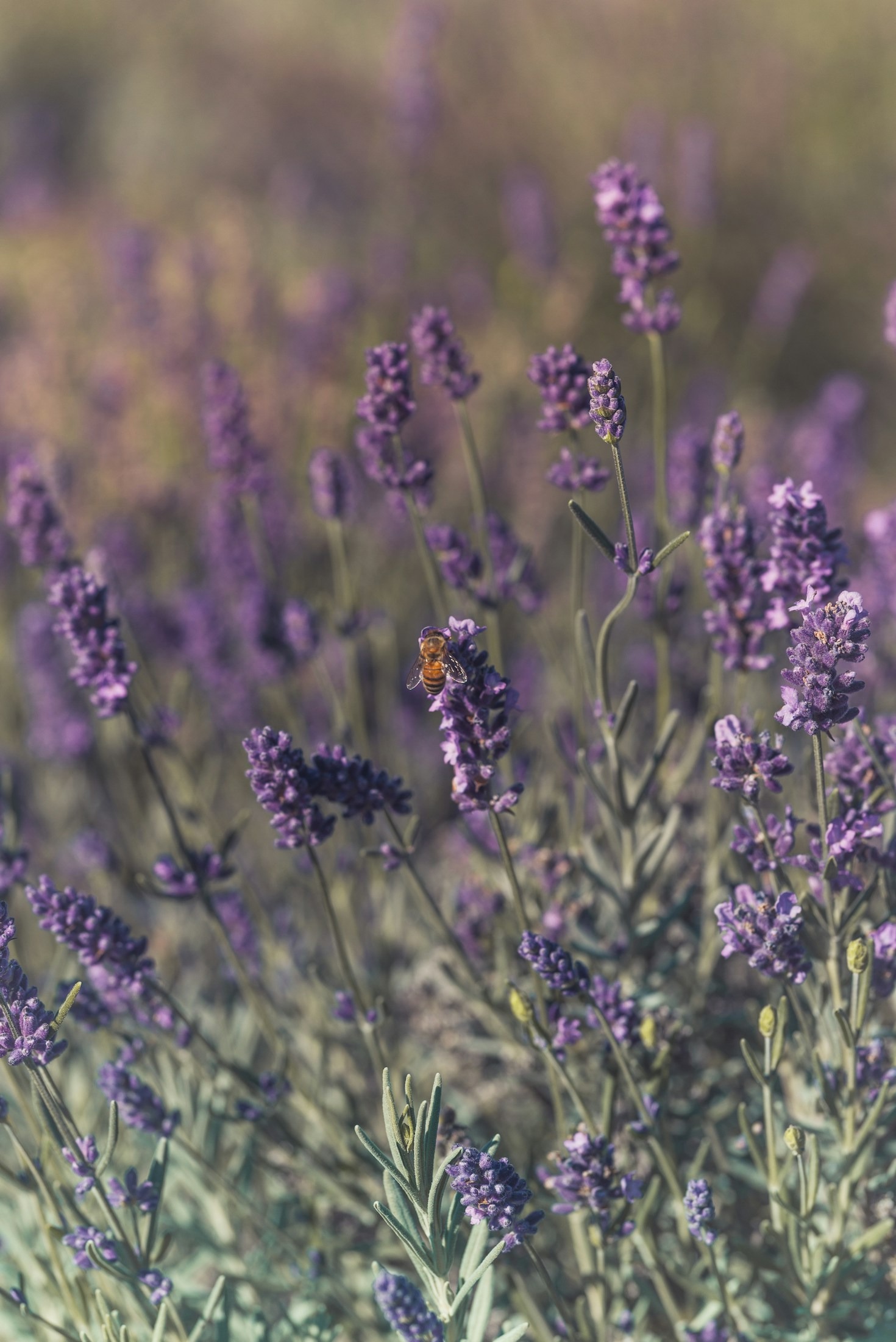 Få styr på dine følelser med Bachs Blomsterdråber
